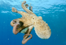 clipart:4key8ipdeiu= octopus
