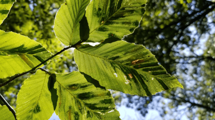 clipart:5oesxuispmg= leaf