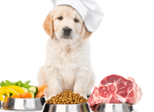 Benefits of Switching to Raw Dog Food for Your Pet