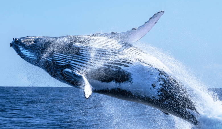 Clipart:2f8onjuob-4= Whale