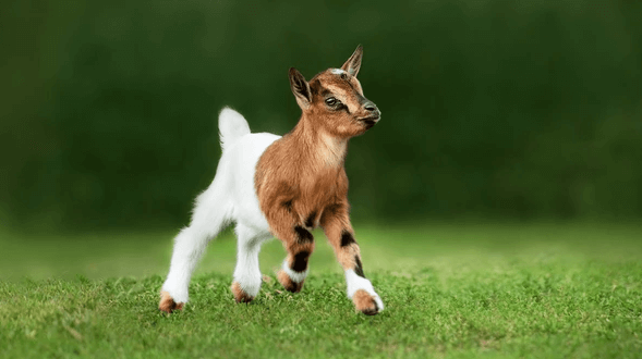 Cute:5ajp0jlbw0a= Baby Goat