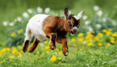 Cute:5ajp0jlbw0a= Baby Goat