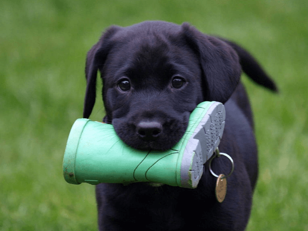 Cute:_Lqbvcwnvzi= Black Lab