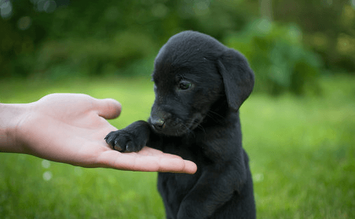 Cute:_Lqbvcwnvzi= Black Lab