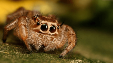 Cute:2hdertbz4ik= Tarantula:6h8zi8ucc_4= Spider