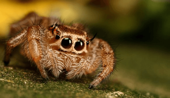 Cute:2hdertbz4ik= Tarantula:6h8zi8ucc_4= Spider