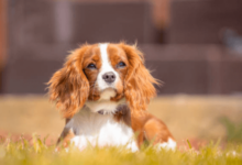 Cute:1kjlfnxxfts= King Charles Spaniel