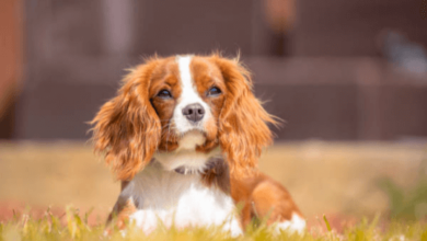 Cute:1kjlfnxxfts= King Charles Spaniel