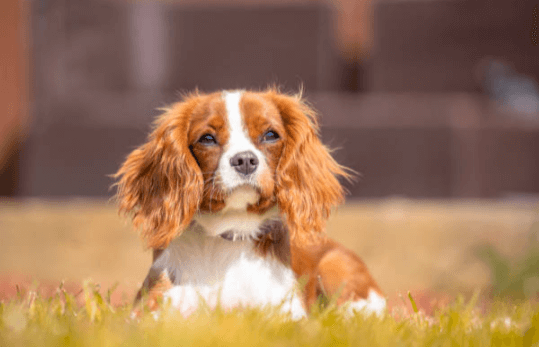 Cute:1kjlfnxxfts= King Charles Spaniel