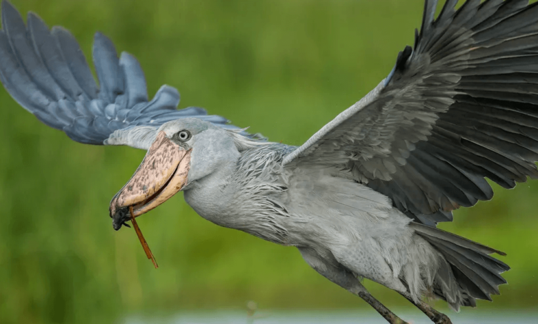 Cute:4k5ne5issfg= Shoebill