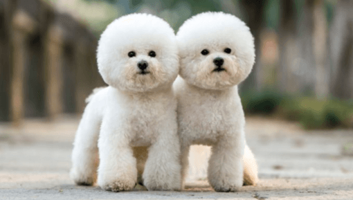 Cute:-7b7i5hfigc= Bichon Frise