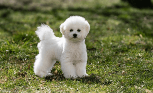 Cute:-7b7i5hfigc= Bichon Frise