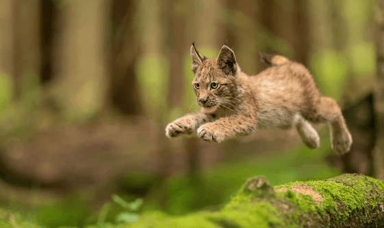 Cute:7xohkiofew8= Bobcat