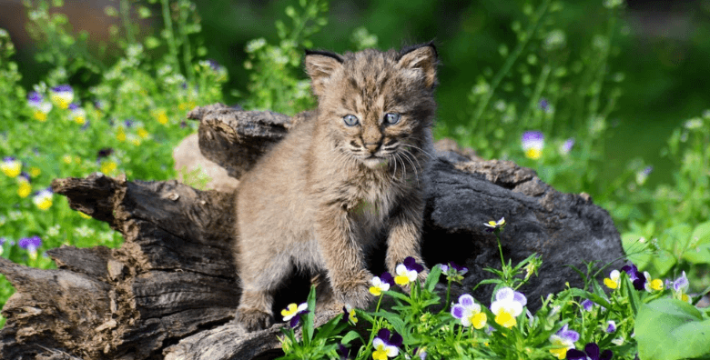 Cute:7xohkiofew8= Bobcat