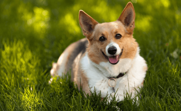 Cute:9hxlkjepa6u= Corgi Wallpaper