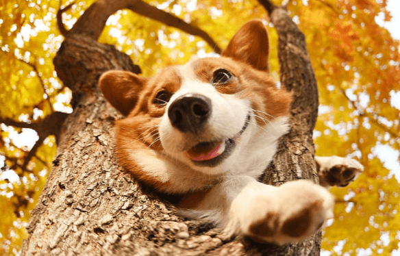 Cute:9hxlkjepa6u= Corgi Wallpaper