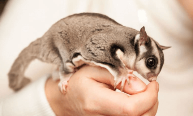 Cute:9nazypdwgxi= Sugar Glider