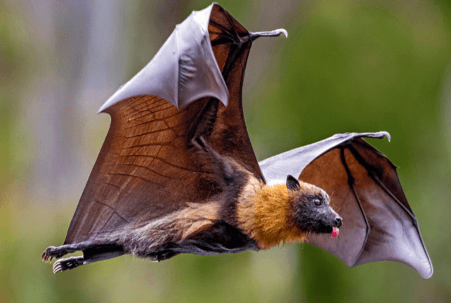 Cute:9mscr5-Phko= Bat