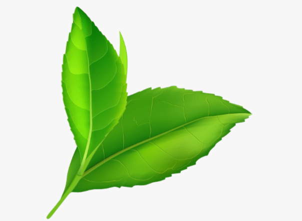 Transparent Background:6ea21zv4vgc= Leaf Clipart