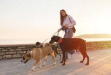 Top Insurance Policies for Professional Dog Walkers: Ensuring Peace of Mind