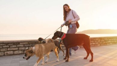 Top Insurance Policies for Professional Dog Walkers: Ensuring Peace of Mind