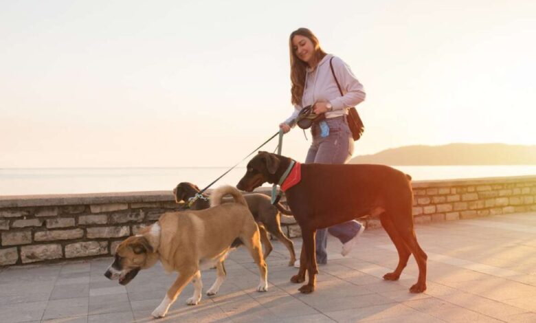 Top Insurance Policies for Professional Dog Walkers: Ensuring Peace of Mind