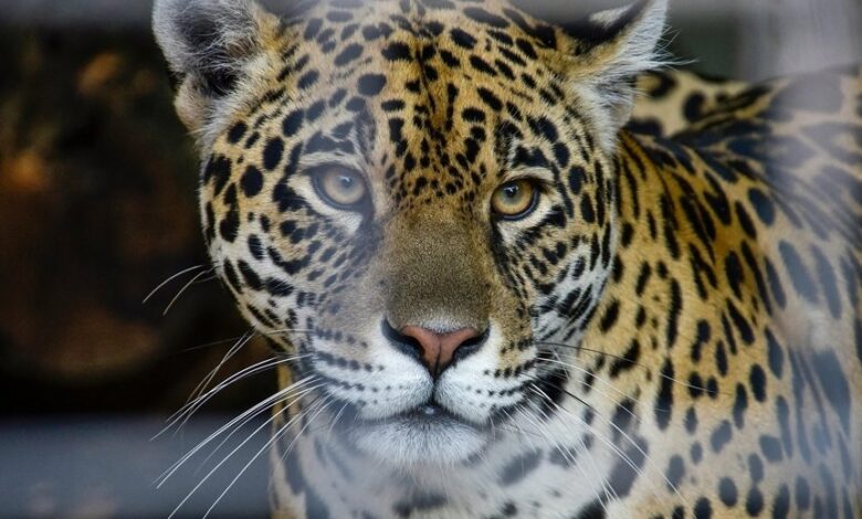 apex horizon start details