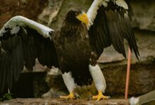 stellar apex driving market leadership