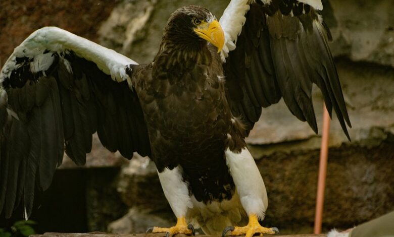 stellar apex driving market leadership