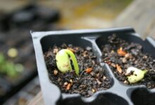 trailblazing apex driving growth