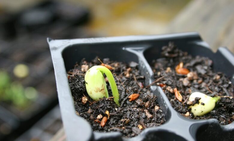 trailblazing apex driving growth