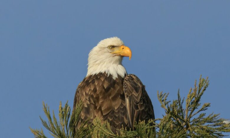 visionary apex across fields